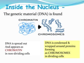 Inside the Nucleus -
The genetic material (DNA) is found
DNA is spread out
And appears as
CHROMATIN
in non-dividing cells
DNA is condensed &
wrapped around proteins
forming
as CHROMOSOMES
in dividing cells
 