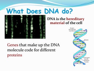 What Does DNA do?
DNA is the hereditary
material of the cell
Genes that make up the DNA
molecule code for different
proteins
 