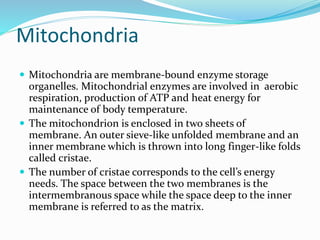 Mitochondria
 Mitochondria are membrane-bound enzyme storage
organelles. Mitochondrial enzymes are involved in aerobic
respiration, production of ATP and heat energy for
maintenance of body temperature.
 The mitochondrion is enclosed in two sheets of
membrane. An outer sieve-like unfolded membrane and an
inner membrane which is thrown into long finger-like folds
called cristae.
 The number of cristae corresponds to the cell’s energy
needs. The space between the two membranes is the
intermembranous space while the space deep to the inner
membrane is referred to as the matrix.
 