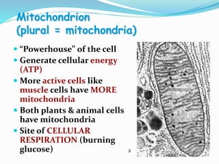 Mitochondrion
(plural = mitochondria)
 “Powerhouse” of the cell
 Generate cellular energy
(ATP)
 More active cells like
muscle cells have MORE
mitochondria
 Both plants & animal cells
have mitochondria
 Site of CELLULAR
RESPIRATION (burning
glucose) 2
 