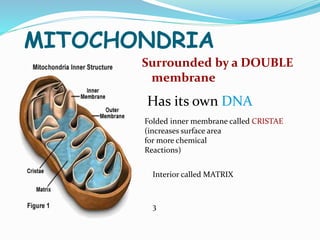 MITOCHONDRIA
Surrounded by a DOUBLE
membrane
Folded inner membrane called CRISTAE
(increases surface area
for more chemical
Reactions)
Has its own DNA
Interior called MATRIX
3
 