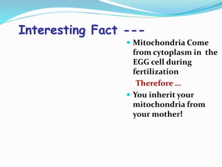 Interesting Fact ---
 Mitochondria Come
from cytoplasm in the
EGG cell during
fertilization
Therefore …
 You inherit your
mitochondria from
your mother!
 