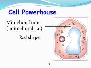 Rod shape
Cell Powerhouse
Mitochondrion
( mitochondria )
4
 