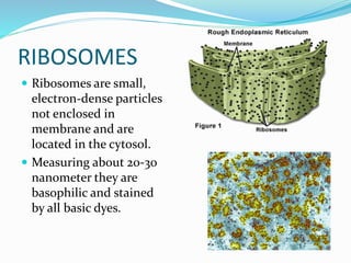 RIBOSOMES
 Ribosomes are small,
electron-dense particles
not enclosed in
membrane and are
located in the cytosol.
 Measuring about 20-30
nanometer they are
basophilic and stained
by all basic dyes.
 
