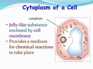 • Jelly-like substance
enclosed by cell
membrane
• Provides a medium
for chemical reactions
to take place
Cytoplasm of a Cell
cytoplasm
 