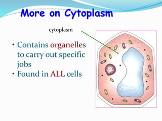 • Contains organelles
to carry out specific
jobs
• Found in ALL cells
More on Cytoplasm
cytoplasm
 