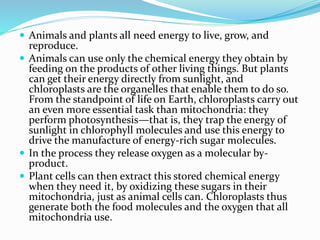  Animals and plants all need energy to live, grow, and
reproduce.
 Animals can use only the chemical energy they obtain by
feeding on the products of other living things. But plants
can get their energy directly from sunlight, and
chloroplasts are the organelles that enable them to do so.
From the standpoint of life on Earth, chloroplasts carry out
an even more essential task than mitochondria: they
perform photosynthesis—that is, they trap the energy of
sunlight in chlorophyll molecules and use this energy to
drive the manufacture of energy-rich sugar molecules.
 In the process they release oxygen as a molecular by-
product.
 Plant cells can then extract this stored chemical energy
when they need it, by oxidizing these sugars in their
mitochondria, just as animal cells can. Chloroplasts thus
generate both the food molecules and the oxygen that all
mitochondria use.
 