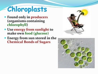 Chloroplasts
 Found only in producers
(organisms containing
chlorophyll)
 Use energy from sunlight to
make own food (glucose)
 Energy from sun stored in the
Chemical Bonds of Sugars
 