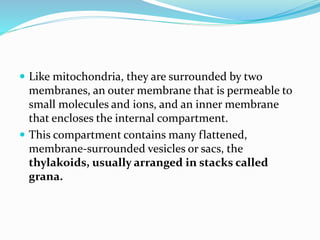  Like mitochondria, they are surrounded by two
membranes, an outer membrane that is permeable to
small molecules and ions, and an inner membrane
that encloses the internal compartment.
 This compartment contains many flattened,
membrane-surrounded vesicles or sacs, the
thylakoids, usually arranged in stacks called
grana.
 