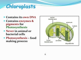 Chloroplasts
 Contains its own DNA
 Contains enzymes &
pigments for
Photosynthesis
 Never in animal or
bacterial cells
 Photosynthesis – food
making process
6
 