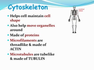 Cytoskeleton
 Helps cell maintain cell
shape
 Also help move organelles
around
 Made of proteins
 Microfilaments are
threadlike & made of
ACTIN
 Microtubules are tubelike
& made of TUBULIN
 