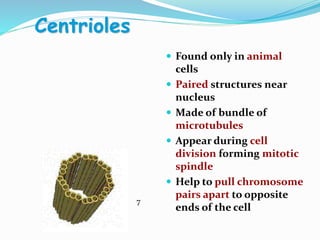 Centrioles
 Found only in animal
cells
 Paired structures near
nucleus
 Made of bundle of
microtubules
 Appear during cell
division forming mitotic
spindle
 Help to pull chromosome
pairs apart to opposite
ends of the cell
7
 