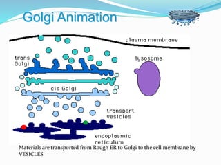 Golgi Animation
Materials are transported from Rough ER to Golgi to the cell membrane by
VESICLES
 
