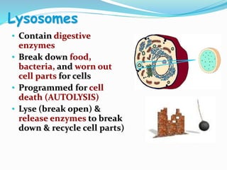 Lysosomes
• Contain digestive
enzymes
• Break down food,
bacteria, and worn out
cell parts for cells
• Programmed for cell
death (AUTOLYSIS)
• Lyse (break open) &
release enzymes to break
down & recycle cell parts)
 
