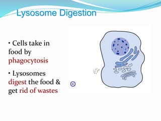 Lysosome Digestion
• Cells take in
food by
phagocytosis
• Lysosomes
digest the food &
get rid of wastes
 