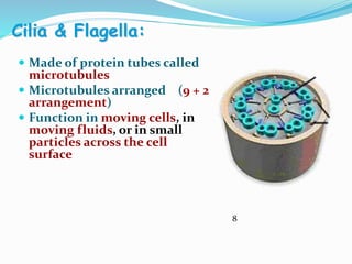 Cilia & Flagella:
 Made of protein tubes called
microtubules
 Microtubules arranged (9 + 2
arrangement)
 Function in moving cells, in
moving fluids, or in small
particles across the cell
surface
8
 