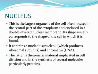 NUCLEUS
 This is the largest organelle of the cell often located in
the central part of the cytoplasm and enclosed in a
double-layered nuclear membrane. Its shape usually
corresponds to the shape of the cell in which it is
found.
 It contains a nucleolus/nucleoli (which produces
ribosomal subunits) and chromatin (DNA).
 The latter is the genetic material implicated in cell
division and in the synthesis of several molecules
particularly proteins.
 