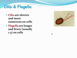 Cilia & Flagella
 Cilia are shorter
and more
numerous on cells
 Flagella are longer
and fewer (usually
1-3) on cells 9
 
