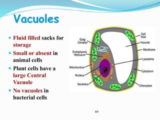 Vacuoles
 Fluid filled sacks for
storage
 Small or absent in
animal cells
 Plant cells have a
large Central
Vacuole
 No vacuoles in
bacterial cells
10
 