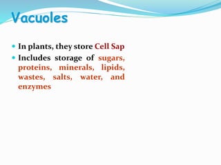 Vacuoles
 In plants, they store Cell Sap
 Includes storage of sugars,
proteins, minerals, lipids,
wastes, salts, water, and
enzymes
 
