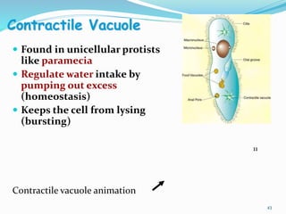 Contractile Vacuole
 Found in unicellular protists
like paramecia
 Regulate water intake by
pumping out excess
(homeostasis)
 Keeps the cell from lysing
(bursting)
43
Contractile vacuole animation
11
 