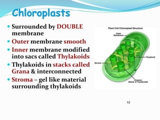 Chloroplasts
 Surrounded by DOUBLE
membrane
 Outer membrane smooth
 Inner membrane modified
into sacs called Thylakoids
 Thylakoids in stacks called
Grana & interconnected
 Stroma – gel like material
surrounding thylakoids
12
 