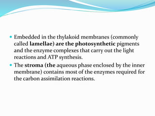  Embedded in the thylakoid membranes (commonly
called lamellae) are the photosynthetic pigments
and the enzyme complexes that carry out the light
reactions and ATP synthesis.
 The stroma (the aqueous phase enclosed by the inner
membrane) contains most of the enzymes required for
the carbon assimilation reactions.
 