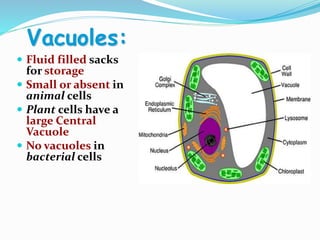 Vacuoles:
 Fluid filled sacks
for storage
 Small or absent in
animal cells
 Plant cells have a
large Central
Vacuole
 No vacuoles in
bacterial cells
 
