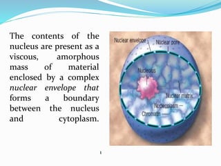 The contents of the
nucleus are present as a
viscous, amorphous
mass of material
enclosed by a complex
nuclear envelope that
forms a boundary
between the nucleus
and cytoplasm.
1
 