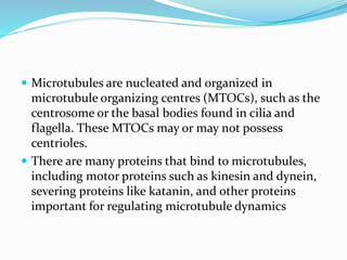  Microtubules are nucleated and organized in
microtubule organizing centres (MTOCs), such as the
centrosome or the basal bodies found in cilia and
flagella. These MTOCs may or may not possess
centrioles.
 There are many proteins that bind to microtubules,
including motor proteins such as kinesin and dynein,
severing proteins like katanin, and other proteins
important for regulating microtubule dynamics
 