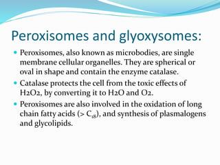 Peroxisomes and glyoxysomes:
 Peroxisomes, also known as microbodies, are single
membrane cellular organelles. They are spherical or
oval in shape and contain the enzyme catalase.
 Catalase protects the cell from the toxic effects of
H2O2, by converting it to H2O and O2.
 Peroxisomes are also involved in the oxidation of long
chain fatty acids (> C18), and synthesis of plasmalogens
and glycolipids.
 