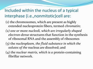 Included within the nucleus of a typical
interphase (i.e.,nonmitotic)cell are:
(1) the chromosomes, which are present as highly
extended nucleoprotein fibers, termed chromatin;
(2) one or more nucleoli, which are irregularly shaped
electron-dense structures that function in the synthesis
of ribosomal RNA and the assembly of ribosomes
(3) the nucleoplasm, the fluid substance in which the
solutes of the nucleus are dissolved; and
(4) the nuclear matrix, which is a protein-containing
fibrillar network.
 