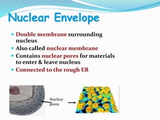 Nuclear Envelope
 Double membrane surrounding
nucleus
 Also called nuclear membrane
 Contains nuclear pores for materials
to enter & leave nucleus
 Connected to the rough ER
Nuclear
pores
 