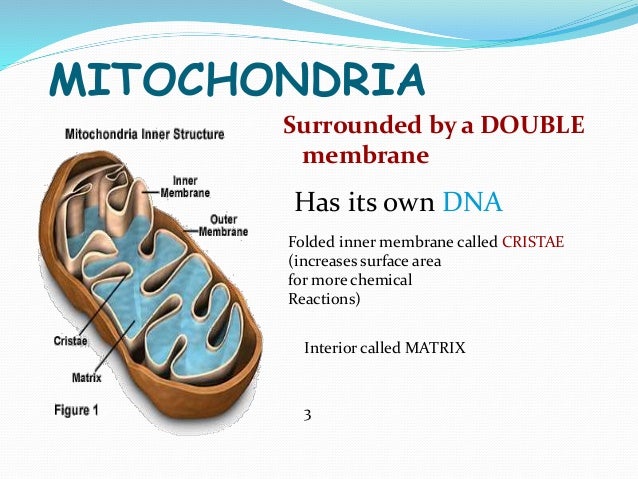B.Sc. Biochemistry II Cellular Biochemistry Unit 2 Cellular components