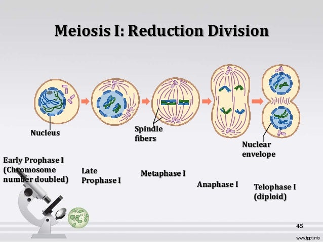 B Sc Biochemistry Ii Cellular Biochemistry Unit 3 Cell Cycle
