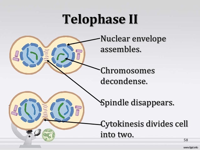 prophase 2 definition