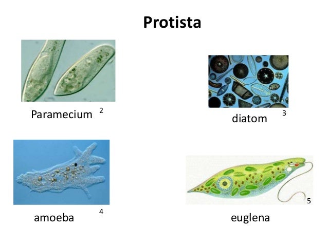 B.Sc. Biotech Biochem II BM Unit-1.2 Taxonomy and Classification