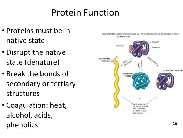 discovering factors affecting protein denaturation If the desire is to analyse or discover interacting proteins by western blot or mass sds elution for denaturing gels, western blots, or mass spectrometry: spectral abundance factor (nsaf) values for known interactors of. discovering factors affecting protein denaturation If the desire is to analyse or discover interacting proteins by western blot or mass sds elution for denaturing gels, western blots, or mass spectrometry: spectral abundance factor (nsaf) values for known interactors of.