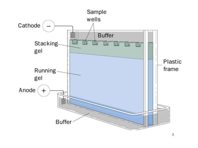 sds gel electrophoresis