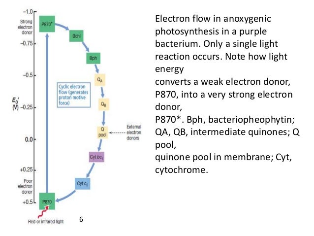 B.Sc Micro II Microbial physiology Unit 1 Bacterial Photosynthesis