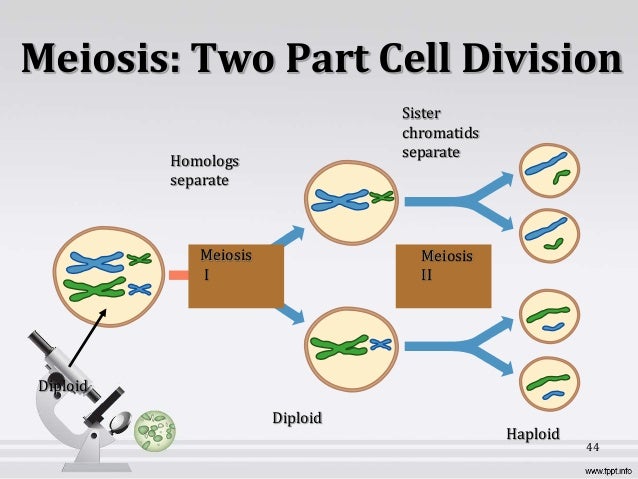 division 2 parts of cell B.Sc. II Microbiology/Biotech Cell biology and Genetics