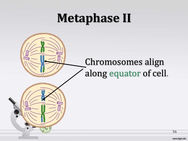 B.Sc. Microbiology/Biotech II Cell biology and Genetics Unit 2 cell c…