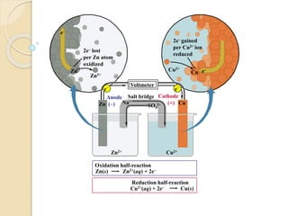 Cu2+
e–
Cu
2e– gained
per Cu2+ ion
reduced
Zn2+
Zn
Oxidation half-reaction
Reduction half-reaction
Cu2+(aq) + 2e–
Zn(s)
Salt bridgeAnode
(–)
Cathode
(+)
Zn2+ Cu2+
Na+
Zn CuSO4
2–
Zn2+(aq) + 2e–
Cu(s)
Voltmeter
e–
e–
2e– lost
per Zn atom
oxidized
e–
 