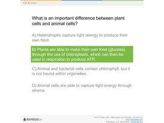 Free to share, print, make copies and changes. Get yours at
www.boundless.com
Boundless - LO. "Boundless." CC BY-SA 3.0
Cell Structure
What is an important difference between plant
cells and animal cells?
A) Heterotrophs capture light energy to produce their
own food.
B) Plants are able to make their own food (glucose)
through the use of chloroplasts, which can then be
used in respiration to produce ATP..
C) Animal and bacterial cells contain chlorophyll, but it
is not bound within organelles.
D) Animal cells are able to capture light energy through
stroma.
 
