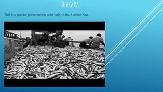 CHAKARA
This is a special phenomenon seen only in the Arabian Sea.
 