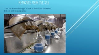 MEDICINES FROM THE SEA
That fat from some type of fish is processed to obtain
fish oil and fish capsules.
 