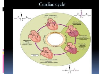 Cardiac cycle
 