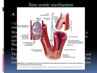 Sino aortic mechanism
A. BARORECEPTORS:- It includes carotid
sinus and aortic arch
!. Carotid sinus:- is a dilation at root of internal
carotid artery often involving common carotid.
Wall is thinner. Deeper part of advetitia layer is a
extensive network of nerve, the fibers end in free
nerve terminal and hava charesteristic minisci.
These pressor receptor are sensitive to stretch
(distortion effect) being stimulated by rise of B.P.
The sinus nerve(afferent) arises from carotid sinus and
body, passes along the glossopharyngeal nerve in close
relation with respiratory, cardiac and vasomotor centre
 
