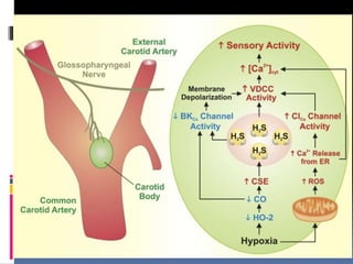  B. CHEMORECEPTORS - includes carotid
body and aortic body
 CAROTID BODY:- is a small nodule situated
close on the occipital artery, branch of external
carotid artery. Close to carotid sinus. It consist of
clumps of large polyhedral cells(Glomus cells). Is
rochly supplied with blood and nerves.
Numerous nerve fibres surround the cell clumps
and cells and terminate in special
chemoreceptors,
 