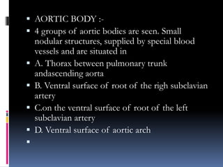  AORTIC BODY :-
 4 groups of aortic bodies are seen. Small
nodular structures, supplied by special blood
vessels and are situated in
 A. Thorax between pulmonary trunk
andascending aorta
 B. Ventral surface of root of the righ subclavian
artery
 C.on the ventral surface of root of the left
subclavian artery
 D. Ventral surface of aortic arch

 